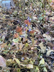 Ceratostigma
