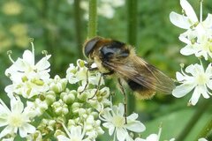 Cheilosia illustrata