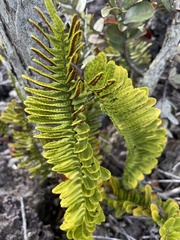 Polypodium pellucidum