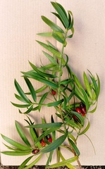 Podocarpus matudae