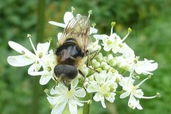Cheilosia illustrata