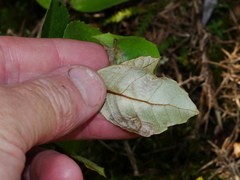 Olearia arborescens