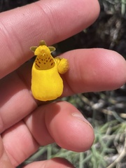 Calceolaria biflora
