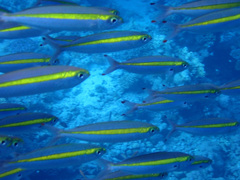 Pterocaesio chrysozona