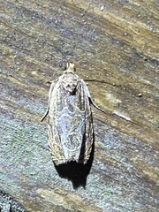Olethreutes permundana