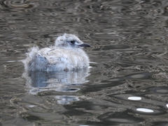 Chroicocephalus serranus