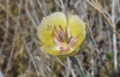 Calochortus weedii intermedius