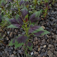 Celosia spicata