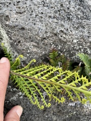 Pityrogramma austroamericana