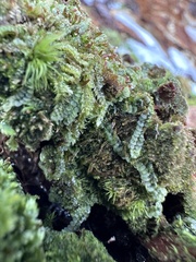 Lophocolea heterophylla