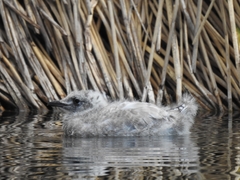 Chroicocephalus serranus
