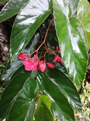 Begonia coccinea