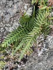 Pityrogramma austroamericana