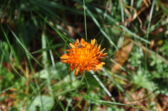 Crepis aurea