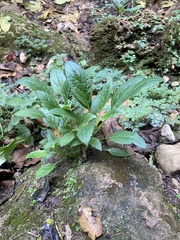 Trachelium caeruleum