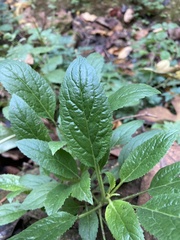 Trachelium caeruleum