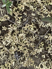 Xanthoparmelia semiviridis