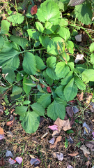 Rudbeckia laciniata