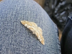 Iridopsis vellivolata