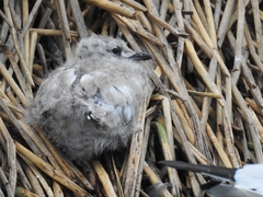 Chroicocephalus serranus