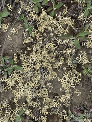 Xanthoparmelia semiviridis