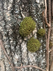 Ulota crispa