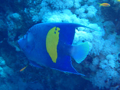 Pomacanthus maculosus