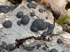 Hypoxylaceae