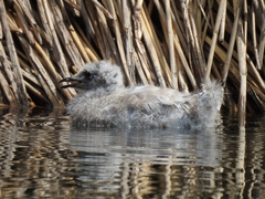 Chroicocephalus serranus