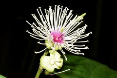 Angiospermae