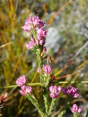Erica corifolia