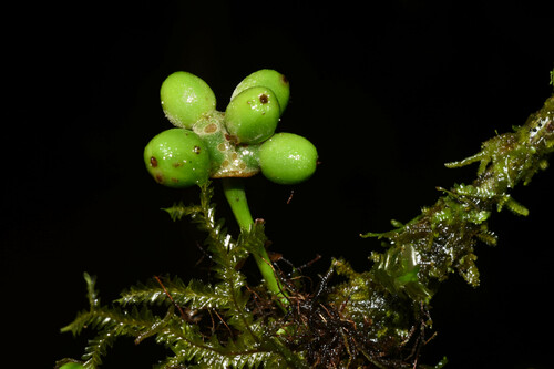 Mollinedia viridiflora observed 2022-06-23