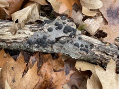 Hypoxylaceae