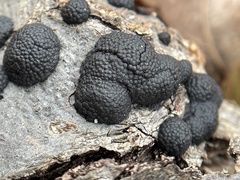 Hypoxylaceae
