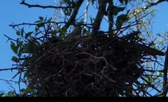 Phacellodomus sibilatrix