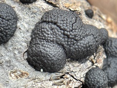 Hypoxylaceae