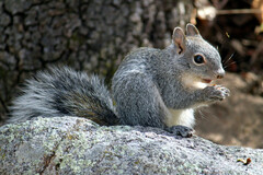 Sciurus arizonensis