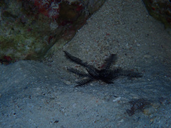 Echinodermata