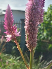 Megaloceroea recticornis