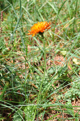 Crepis aurea