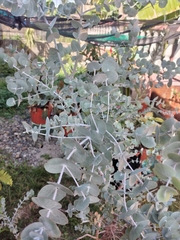 Eucalyptus cinerea