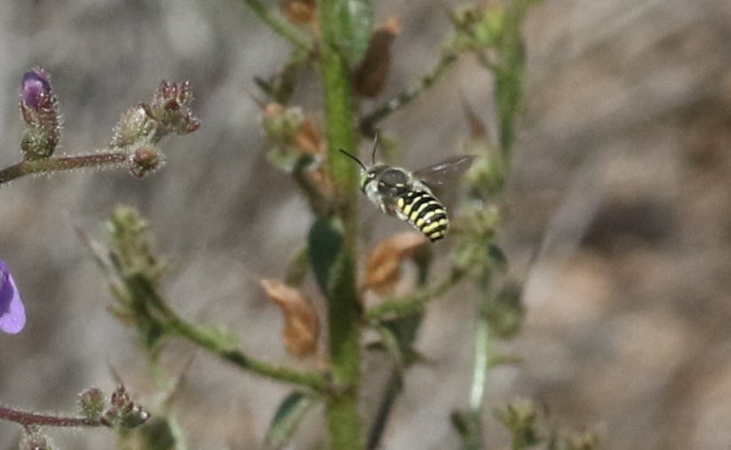 Anthidium utahense