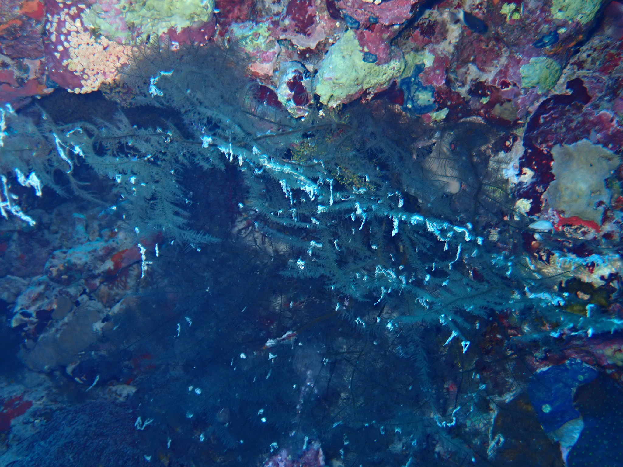 Myriopathes Opresko, 2001