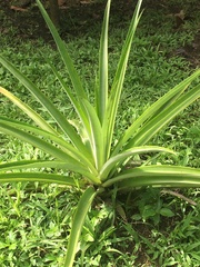 Ananas comosus