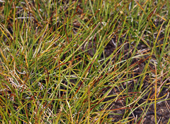 Trichophorum pumilum