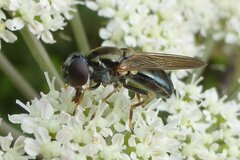 Cheilosia scutellata