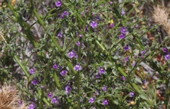 Sairocarpus