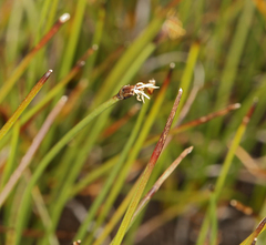 Trichophorum pumilum