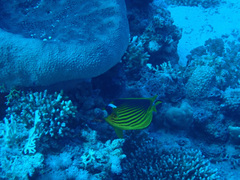 Chaetodon fasciatus