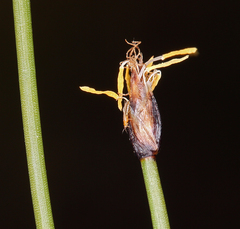 Trichophorum pumilum